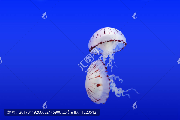 水母