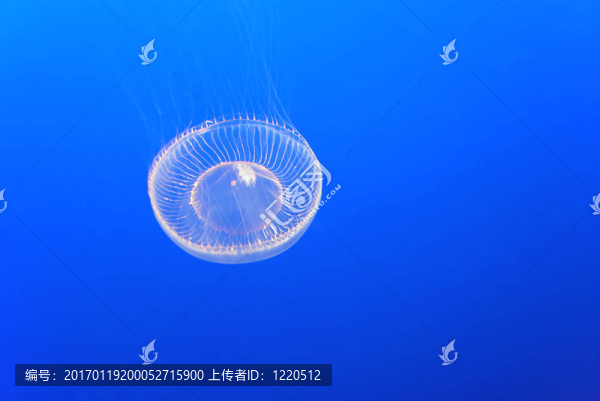 水母