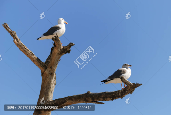 對海鷗