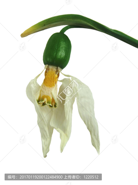 死的雪花蓮