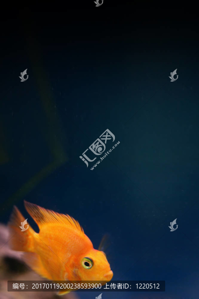 金魚