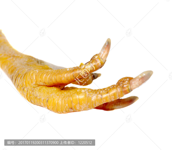 雞腳
