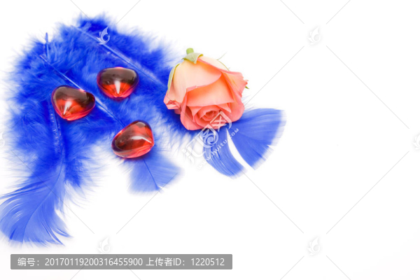 玫瑰紅的心隔離