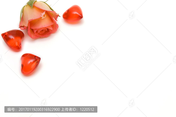 玫瑰紅的心隔離