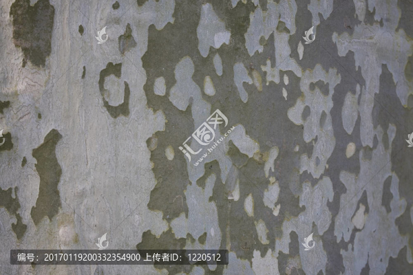 背景樹(shù)