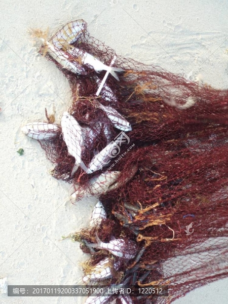 網(wǎng)紋魚
