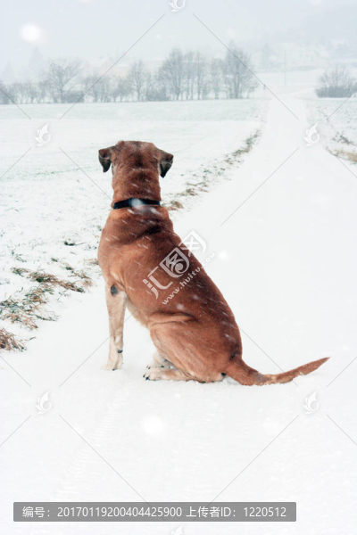 狗在雪中