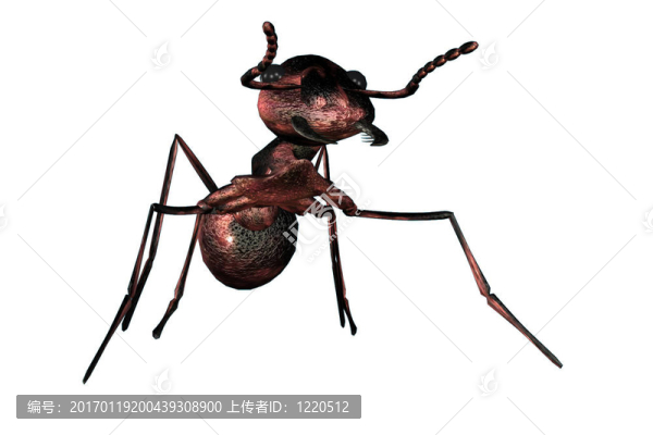 螞蟻