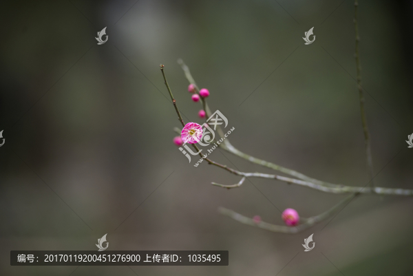紅梅