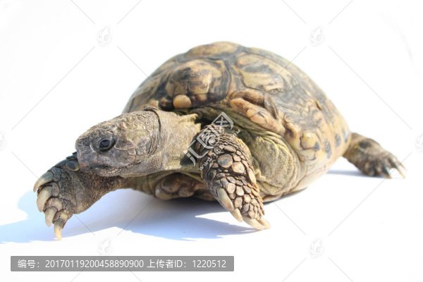 烏龜