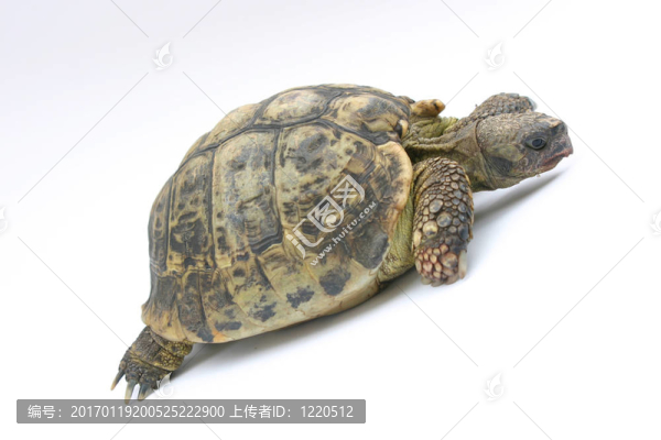 烏龜