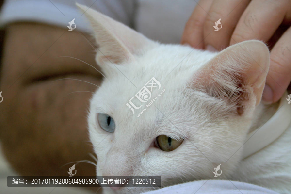 觀察范
