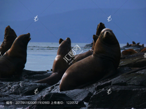 海獅