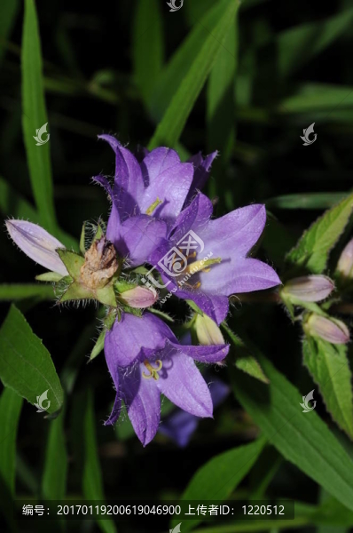 Flowers,003