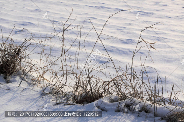 雪場