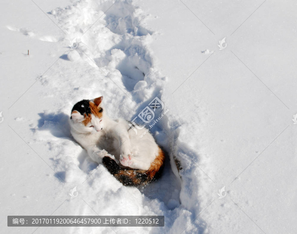貓在雪
