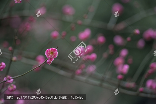 紅梅