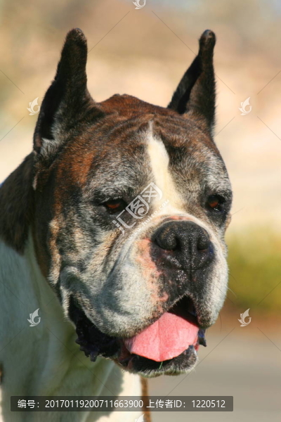 疲憊的Boxer,Dog