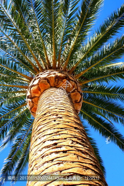 熱帶棕櫚樹(shù)-匯圖網(wǎng) www.fosd68.com 熱帶棕櫚樹(shù)