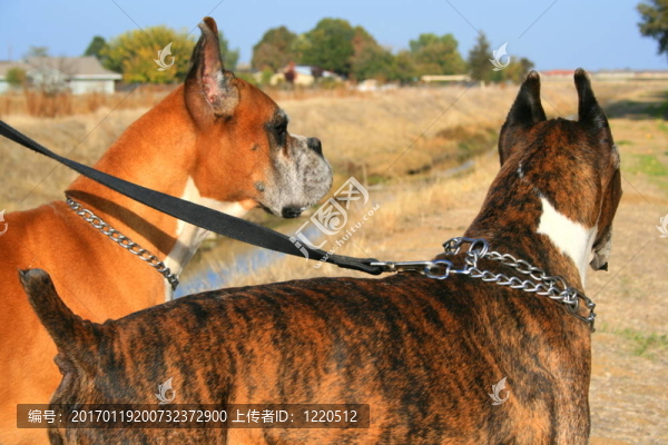 兩個拳師犬