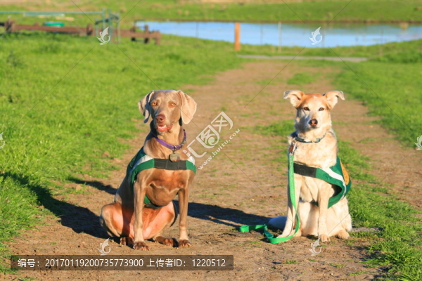 威瑪獵犬、澳洲牧羊犬