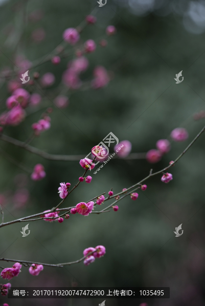 紅梅
