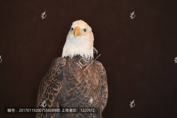 鷹