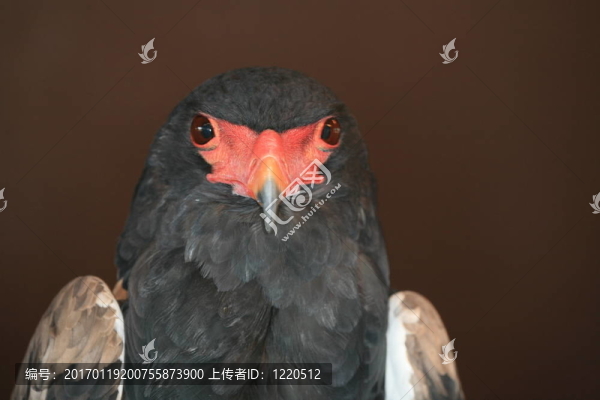 非洲雄鷹