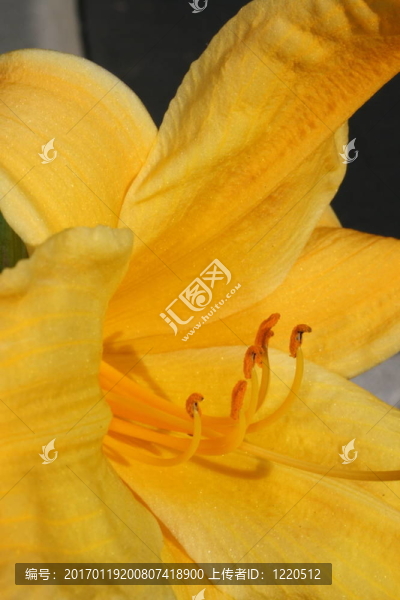 黃花菜的花