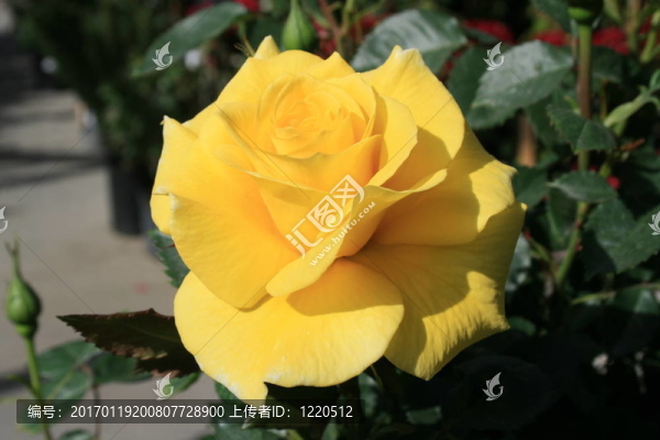 黃玫瑰