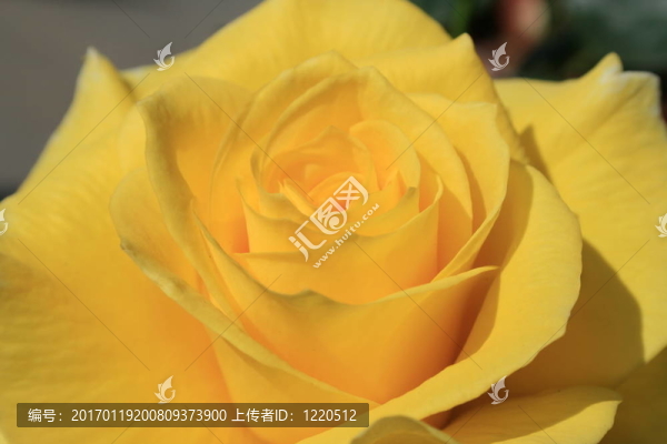 黃玫瑰