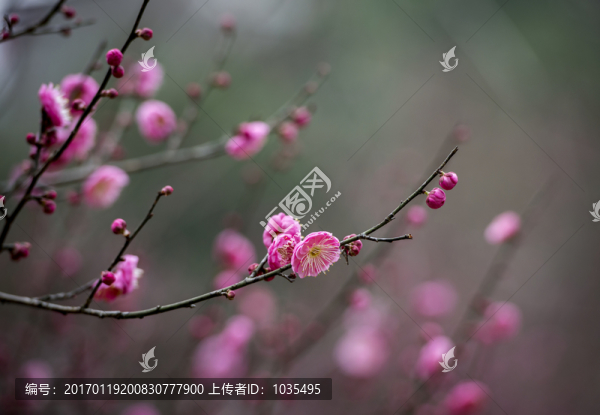 紅梅