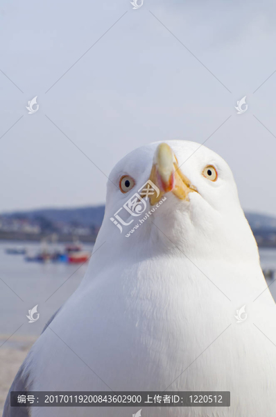 大黑背鷗