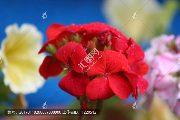 紅色的繡球花