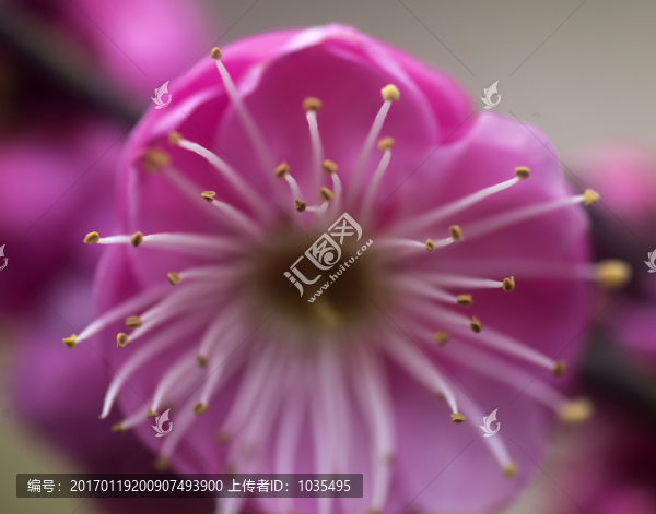梅花