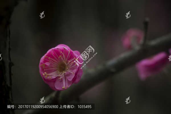 紅梅花