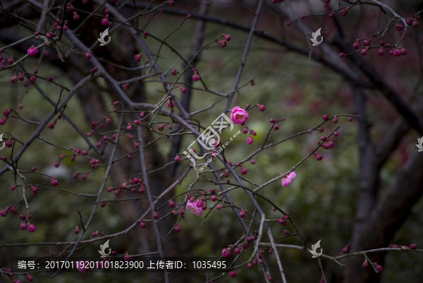 紅梅