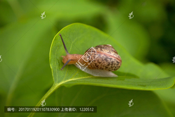 snail-01