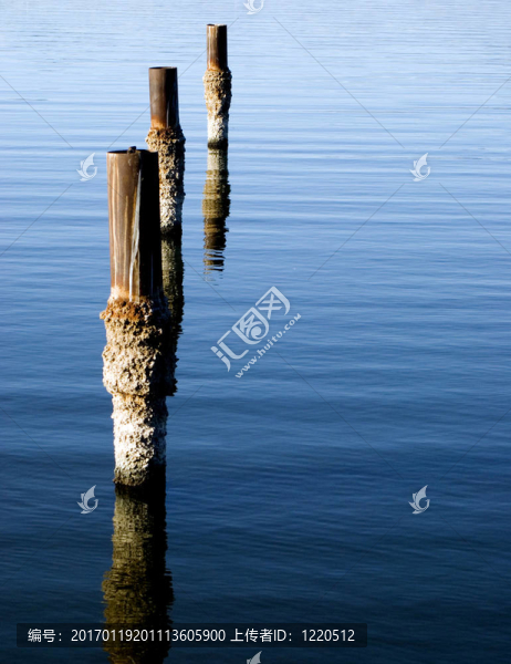 索爾頓湖樁