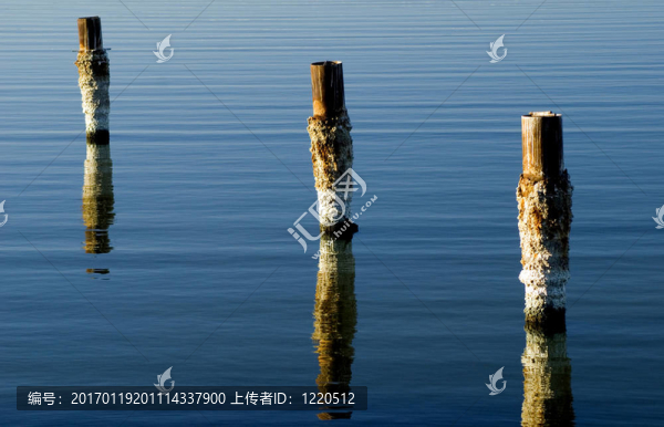索爾頓湖樁