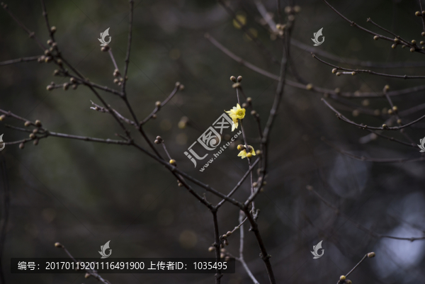 臘梅花