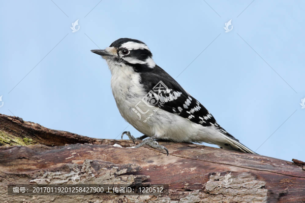 女Downy,Woodpecker（Picoides毛竹）