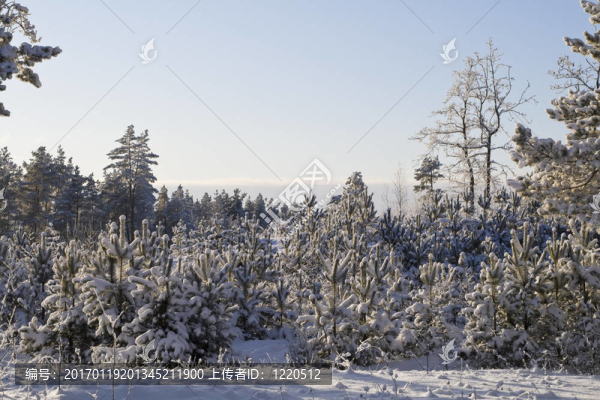冬天的森林-匯圖網(wǎng) www.fosd68.com 冬天的森林