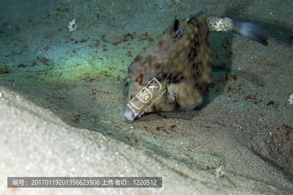 刺魚Boxfish