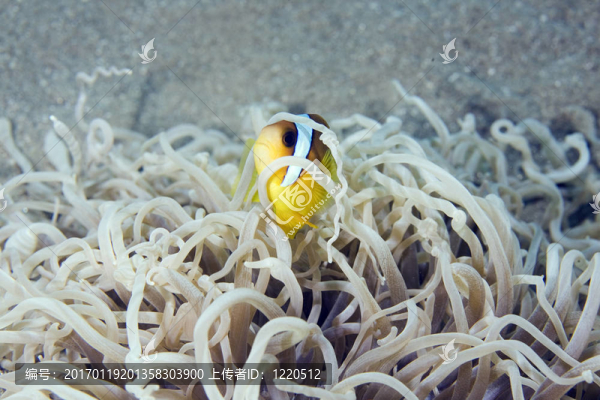 小丑魚（amphipiron有兩帶的）