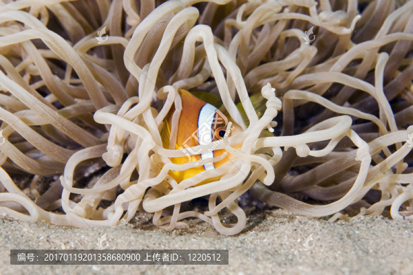 紅海的小丑魚（amphipiron有兩帶的）
