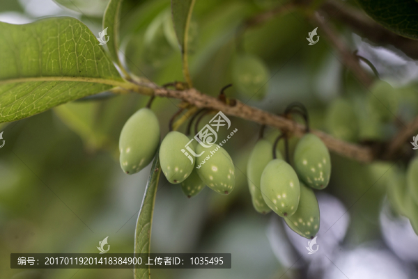 桂花子