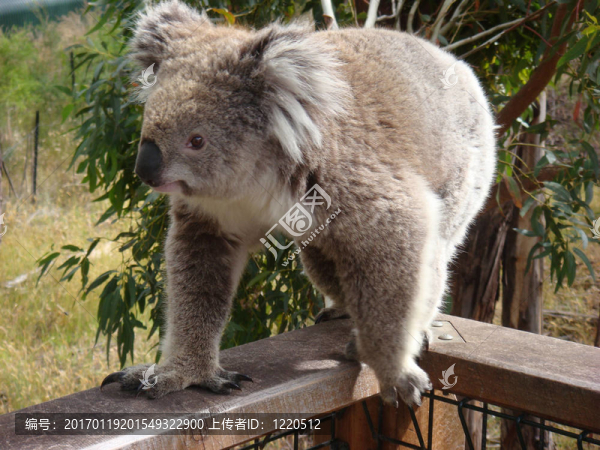 Koala走