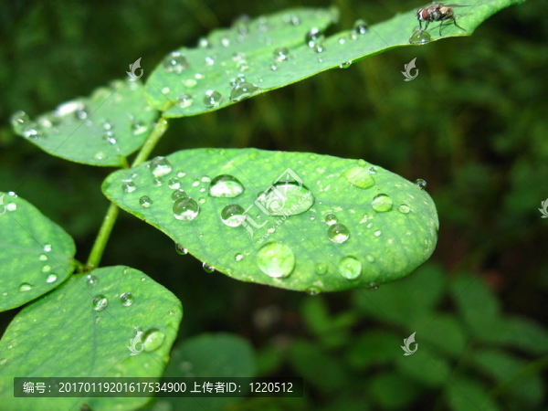 滴葉