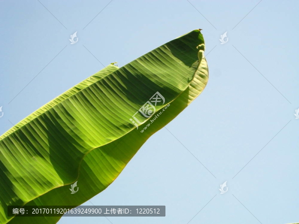 香蕉葉片